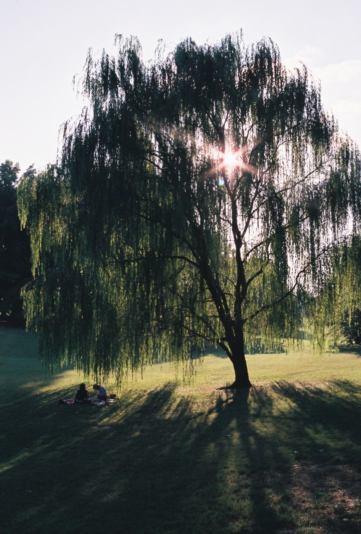 Picnic Under the Weeping&nbsp;Willow