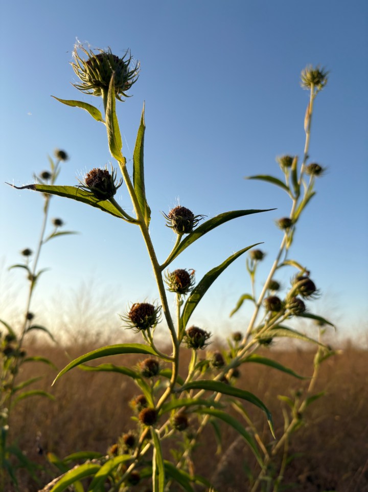 Baker Wetlands